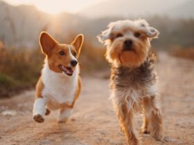 The Role of Exercise in Your Dog’s Mental and Physical Health Essential Insights