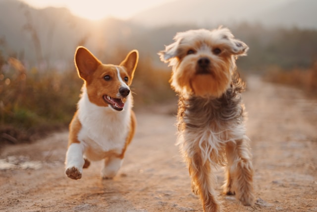 The Role of Exercise in Your Dog’s Mental and Physical Health Essential Insights