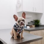 How to Groom Your Pet at Home: Step-by-Step Guide for Pet Owners