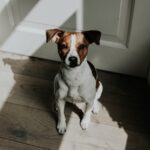 The Ultimate Guide to Training Your Dog From Basic Commands to Advanced Tricks