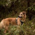 Top 10 Dog-Friendly Hiking Trails in India and How to Prepare