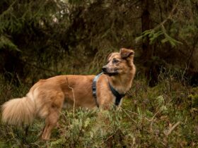 Top 10 Dog-Friendly Hiking Trails in India and How to Prepare