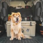 Pet Travel Essentials: Must-Have Items for Stress-Free Trips with Your Pet