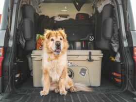 Pet Travel Essentials: Must-Have Items for Stress-Free Trips with Your Pet