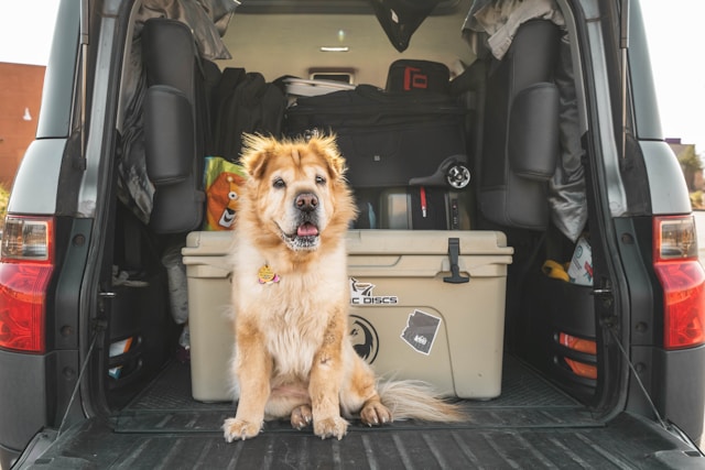 Pet Travel Essentials: Must-Have Items for Stress-Free Trips with Your Pet