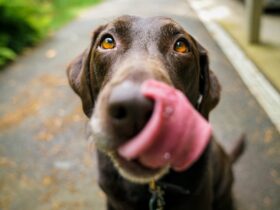 Understanding Canine Food Allergies and Intolerances Causes, Symptoms, and Solutions