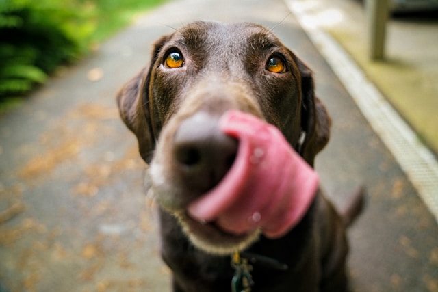 Understanding Canine Food Allergies and Intolerances Causes, Symptoms, and Solutions