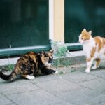 Understanding Cat Territorial Behavior and How to Manage It A Comprehensive Guide