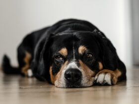 Understanding Your Dog’s Behavior Common Myths Debunked