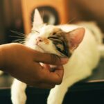 Understanding and Managing Feline Diabetes A Comprehensive Guide for Cat Owners