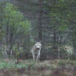 Wolves of the Wild The Canine Ancestry