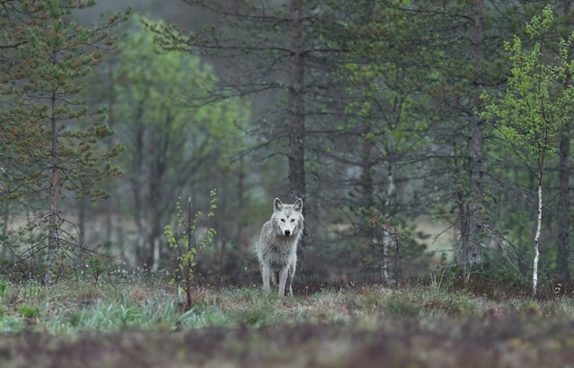 Wolves of the Wild The Canine Ancestry