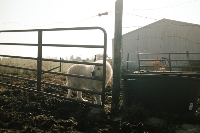 Working Dogs: From Farm Helpers to Service Heroes