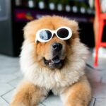 Dog Movies for Dogs - A Tail-Wagging Entertainment Guide