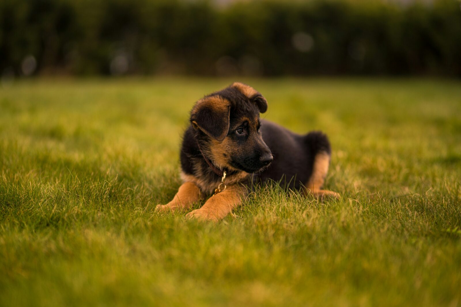 Cute Puppy: Why Puppies Are Adorably Irresistible and How to Care for Them