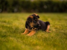 Cute Puppy: Why Puppies Are Adorably Irresistible and How to Care for Them