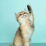 Understanding Cat Body Language: What Your Cat Is Trying to Tell You