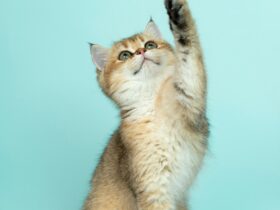 Understanding Cat Body Language: What Your Cat Is Trying to Tell You