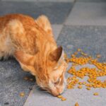 How to Choose the Right Pet Food for Your Dog or Cat: A Complete Guide