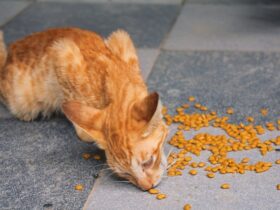 How to Choose the Right Pet Food for Your Dog or Cat: A Complete Guide