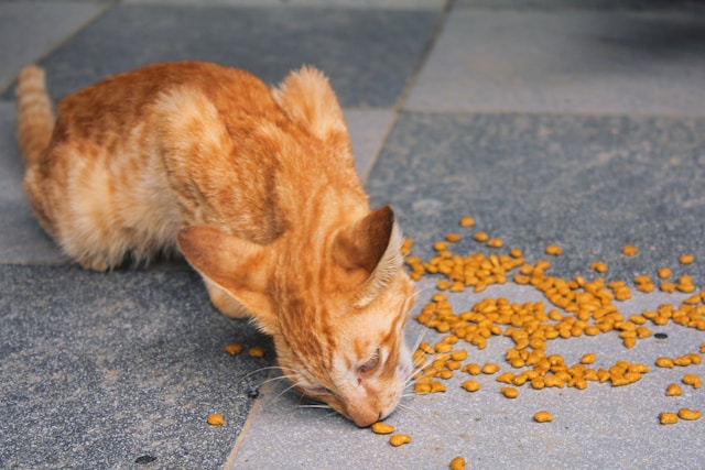 How to Choose the Right Pet Food for Your Dog or Cat: A Complete Guide