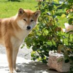 shiba inu puppy price in india