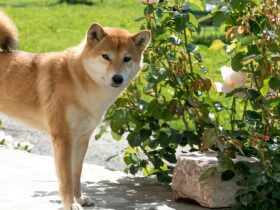 shiba inu puppy price in india