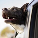 10 Essential Tips for First-Time Pet Owners: Your Ultimate Guide to a Happy Petv