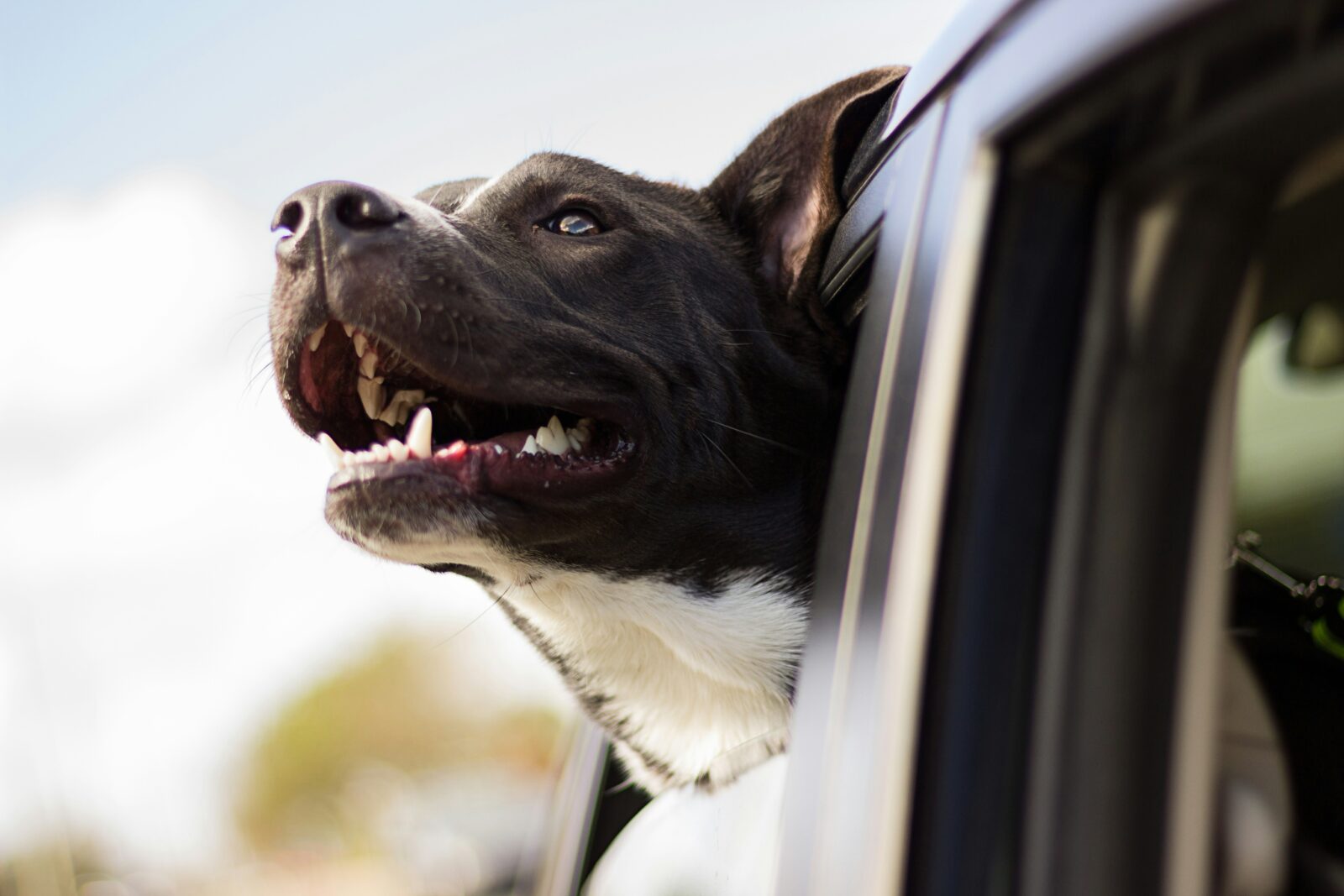 10 Essential Tips for First-Time Pet Owners: Your Ultimate Guide to a Happy Petv