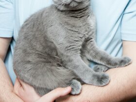 How to Introduce a New Pet to Your Home: Expert Tips for a Smooth Transition