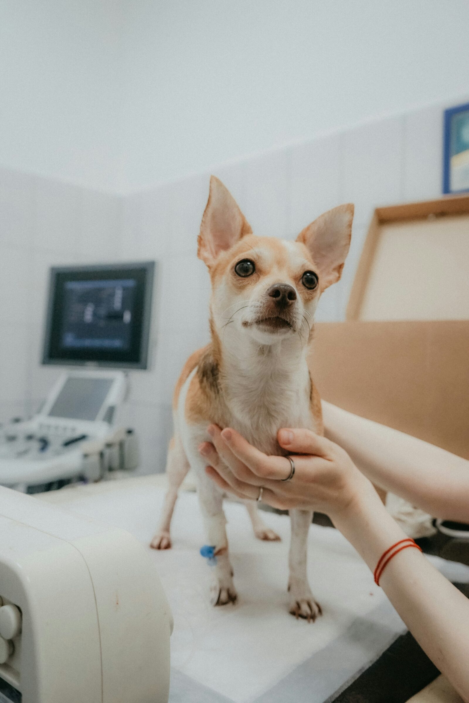 The Benefits of Spaying and Neutering Your Pet: Essential Facts Every Owner Should Know