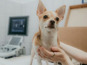 The Benefits of Spaying and Neutering Your Pet: Essential Facts Every Owner Should Know