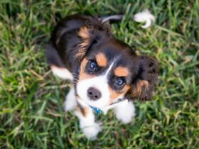 The Ultimate Guide to Shih Tzu Puppies: Care, Training, and Tips for New Owners