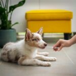 How to Handle Pet Allergies: Essential Tips for Cat and Dog Owners