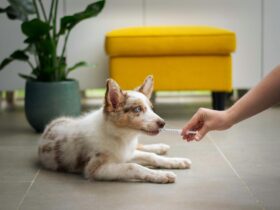 How to Handle Pet Allergies: Essential Tips for Cat and Dog Owners