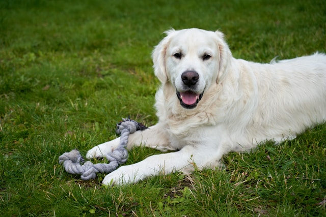 The Importance of Regular Exercise for Your Pet's Health: A Complete Guide