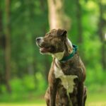 American Pit Bull Terrier: A Comprehensive Guide