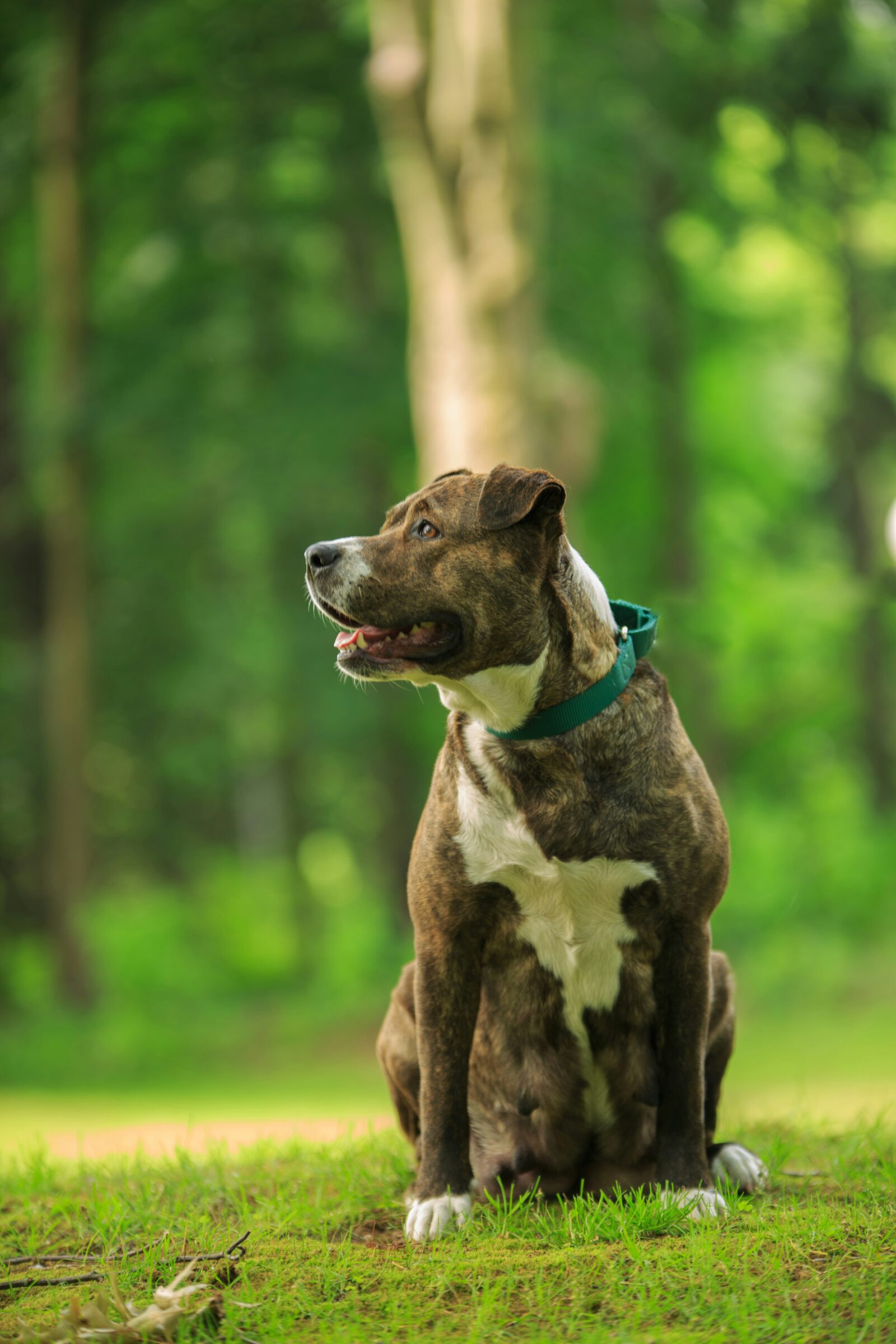 American Pit Bull Terrier: A Comprehensive Guide