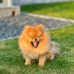 Pomeranian Dog Puppies: Everything You Need to Know About These Adorable Companions