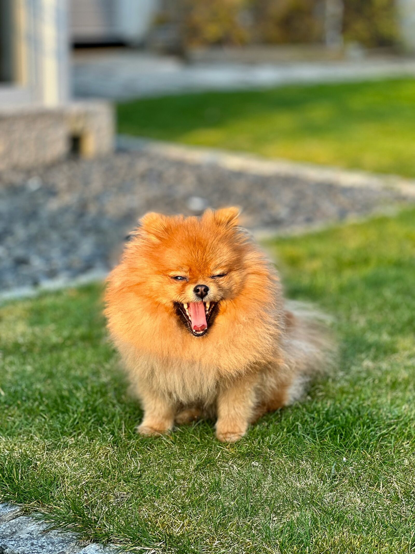 Pomeranian Dog Puppies: Everything You Need to Know About These Adorable Companions