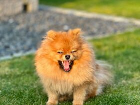 Pomeranian Dog Puppies: Everything You Need to Know About These Adorable Companions