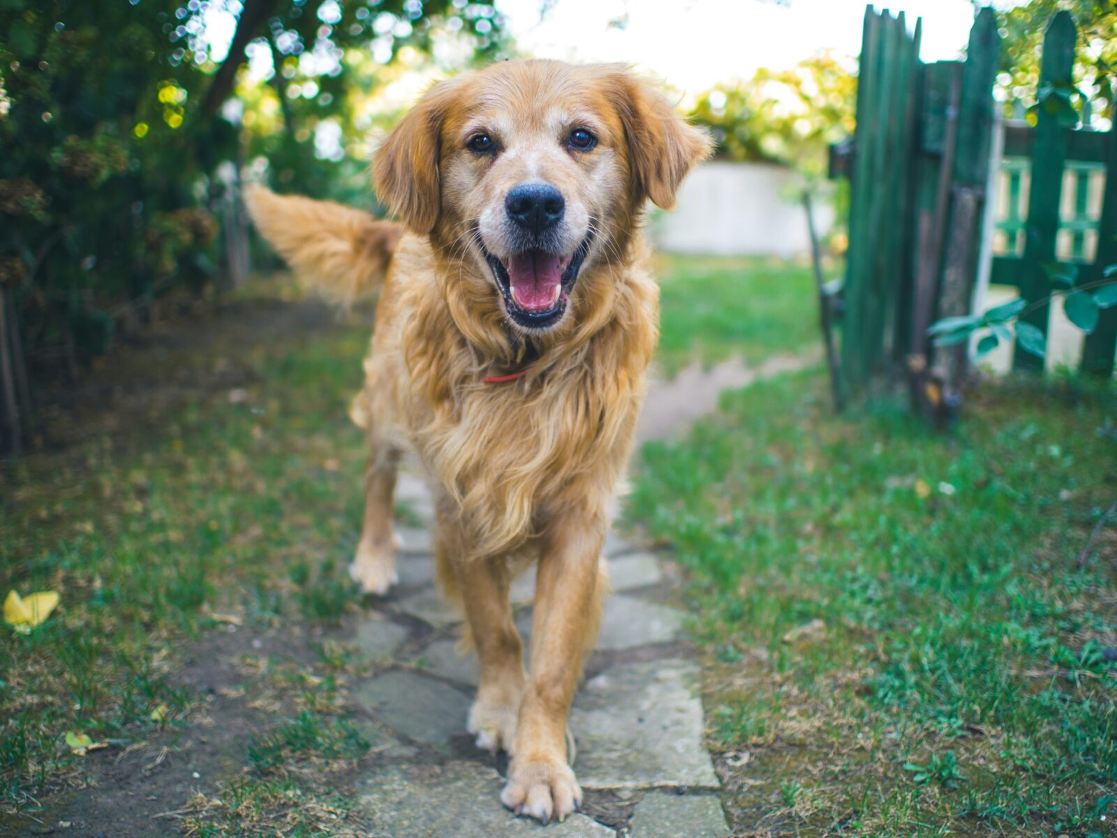 The Best Dog Breeds for Families with Kids: Finding the Perfect Pet