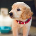 Dog Anxiety: Signs, Causes, and How to Help Your Pet