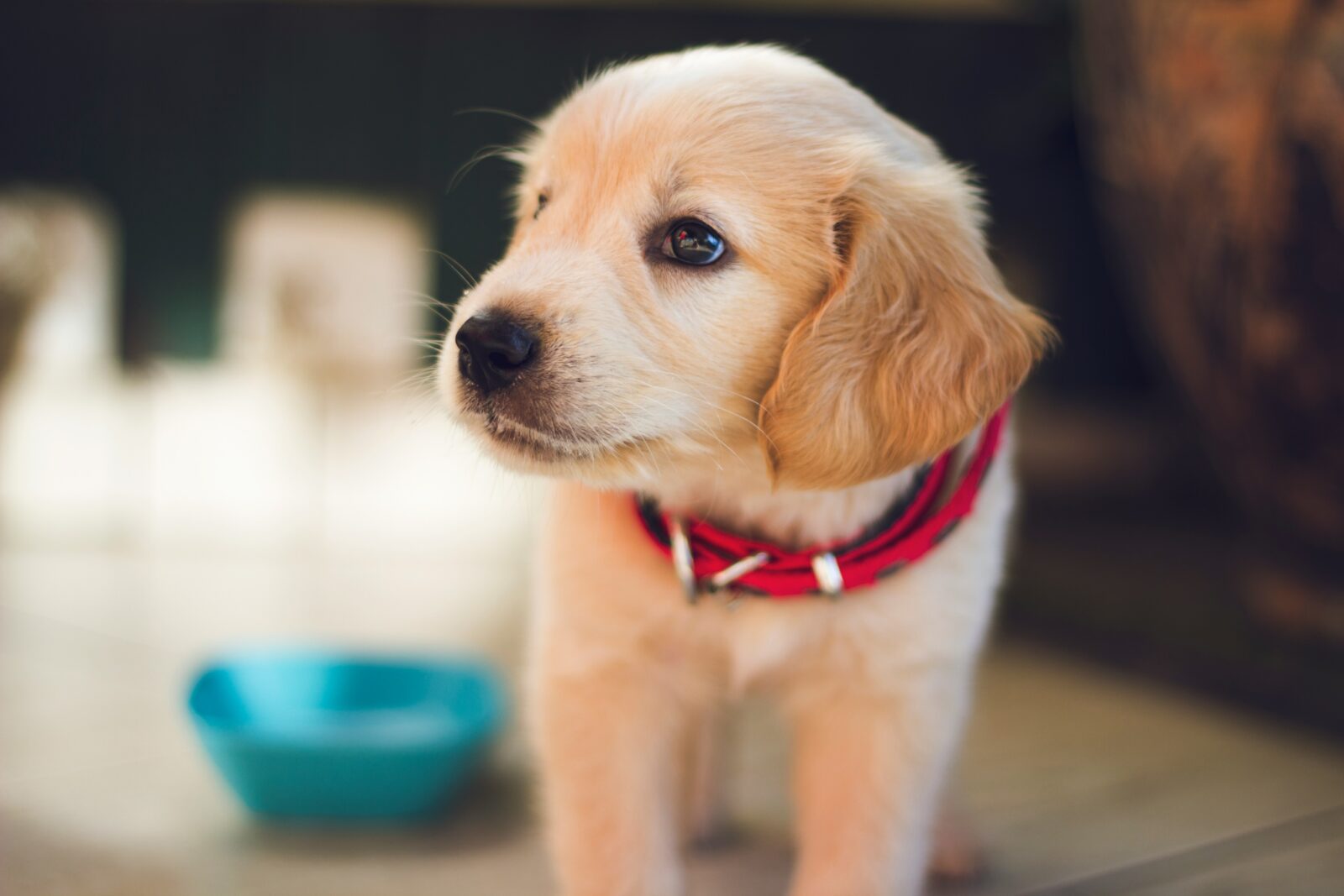 Dog Anxiety: Signs, Causes, and How to Help Your Pet