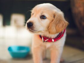 Dog Anxiety: Signs, Causes, and How to Help Your Pet