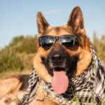 breeds of german shepherd dog