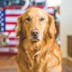 golden retriever personality