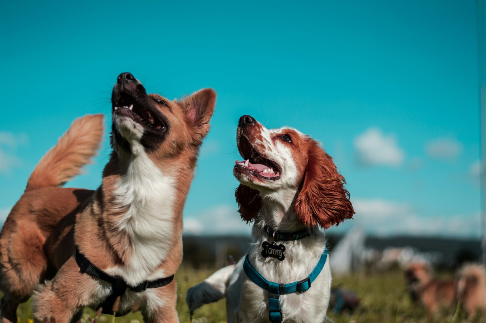 How to Stop Your Dog from Barking Excessively: Proven Techniques