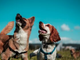 How to Stop Your Dog from Barking Excessively: Proven Techniques