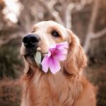 Understanding Dog Behavior: Why Does My Dog Do That?